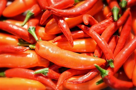 Chile Serrano El Más Famoso De México Cultiva Picante En Casa Guía