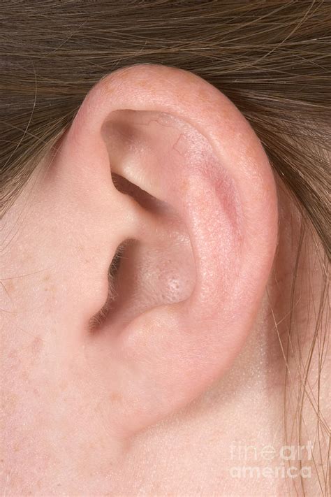 Human Ear Photograph By Ted Kinsman Fine Art America
