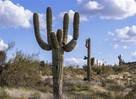 Funky Saguaro Cactus In Desert Preserve Near Scottsdale Stock Image