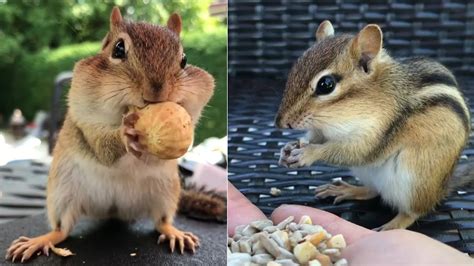 Maybe you would like to learn more about one of these? A Cute Chipmunk Eats Nuts Out Of Girls Hand & Stuffs Her ...