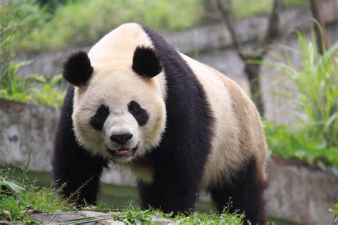 More Pandas On New China Itinerary