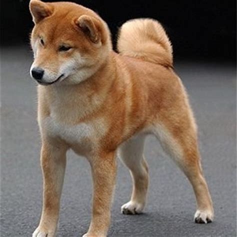 imo inu puppies  sale