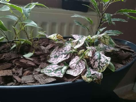 We did not find results for: What is wrong with my plant? Could it be getting too ...