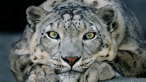Some Cautionary Good News For Snow Leopards Earthvillage Medium