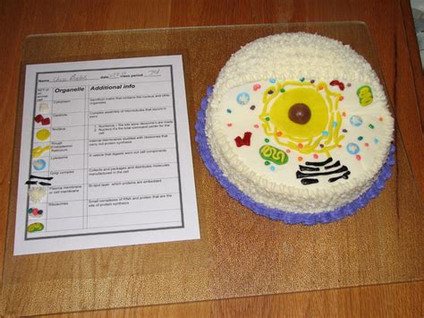 Animal Cell Cake For Science Project