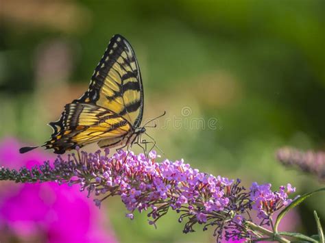 Swallowtail Oriental Del Tigre Del Glaucus Papilio Del Imagen De