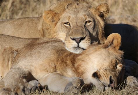 Lists of animals by continent. Top 7 Photos of Animals in Love: A Tribute to Valentines Day