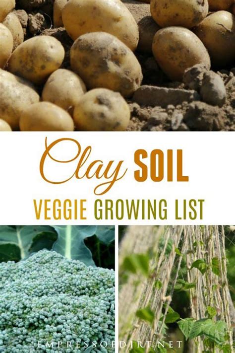 10 Best Vegetables For Clay Soils Empress Of Dirt