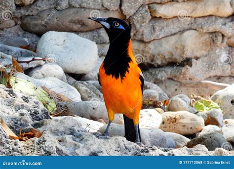 Orange Black Trupial Bird Sits On Stones Aruba Stock Photo Image Of