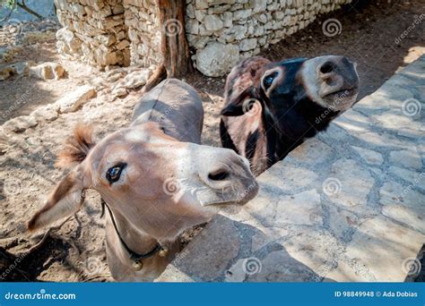 Two Donkeys Stock Photo Image Of Funny Head Donkeys 98849948