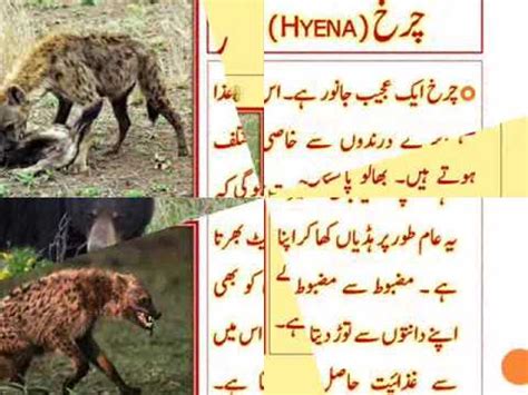animal urdu encyclopedia part11 - YouTube