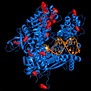 Primera imagen detallada de una enzima que construye el ADN