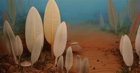 Cambrian Aged Ediacaran Organism Reconfirms Explosiveness Of The