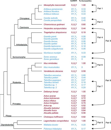 Multiple Sex Chromosome Systems And The Percentages Of Acrocentric Download Scientific Diagram