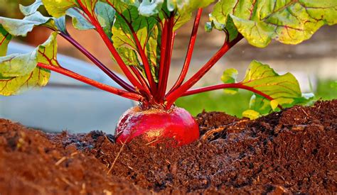 Beetroot Plant Care And Growing Tips Uk