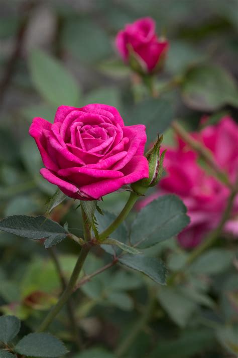 Gardenzeus Recommendations For Miniature Rose Varieties In California