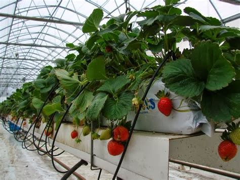 Hydroponic Strawberries Plants Pinterest