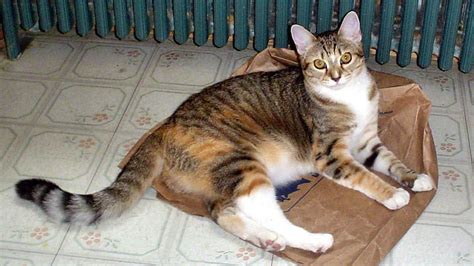 To choose our top picks, we focused mostly on the nutritional aspect. Petition · Environmental Working Group: My cat got sick ...
