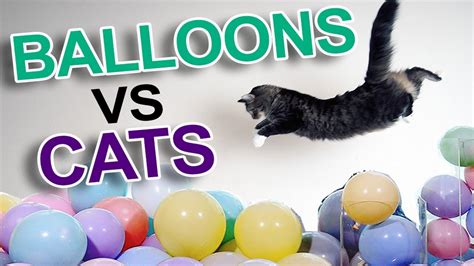Cats Vs Balloons Youtube