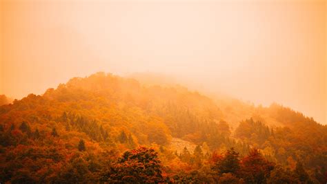 Wallpaper Id 32697 Fog Autumn Forest Mountain 4k Free Download