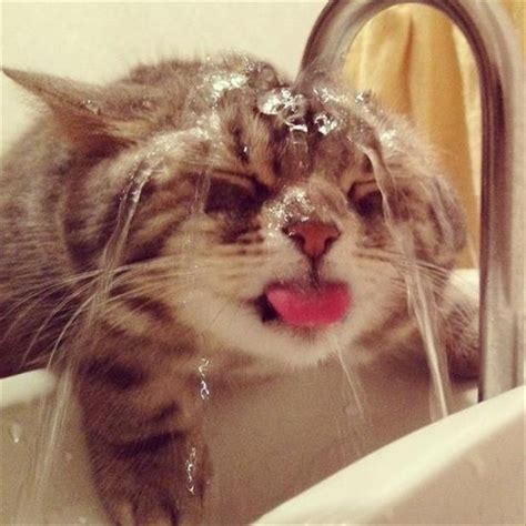 Funny Cat Bath Dump A Day
