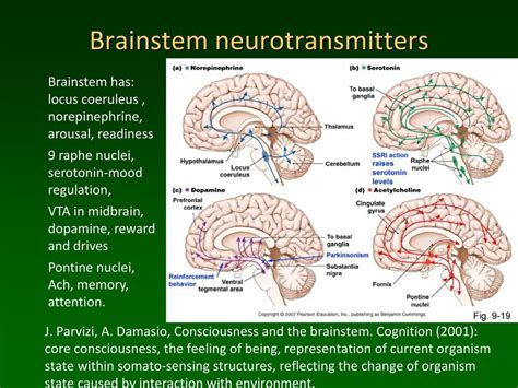 Understanding Neurotransmitters And Their Role In Brain Health Slight Edge Performance Program
