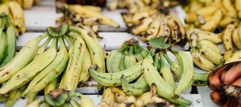 A Deadly Banana Fungus Is Spreading Because Of Climate Change