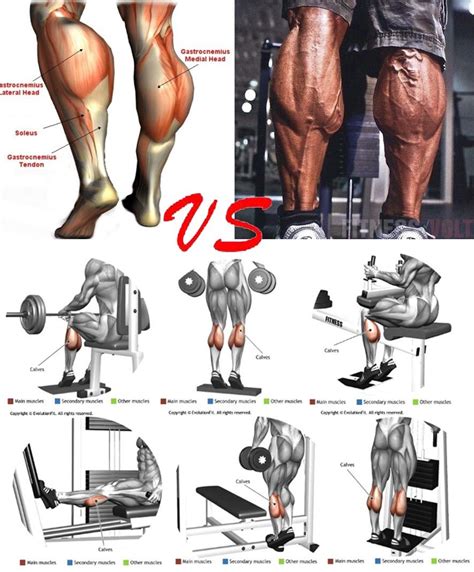 How To Calf Workout Calf Exercises Weight Training Workouts Shoulder Workout