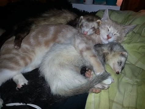 Do Ferrets And Cats Get Along Find Out What Happens Go Ferrets