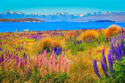 New Zealand Tekapo Lake Mt Cook Massif And Lupine Flowers Field In