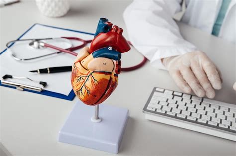 modèle anatomique du cœur humain sur la table d un cardiologue maladies cardiaques et concept de