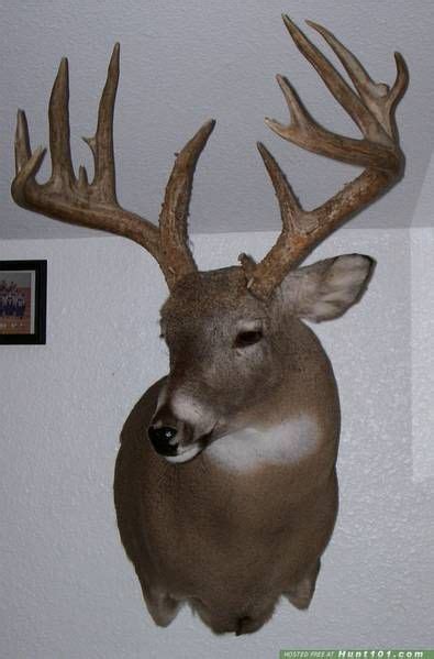 Aggressive Whitetail Deer Mount Pose Of My Biggest Buck