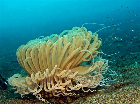 Free Images Underwater Fauna Coral Reef Invertebrate Cnidaria