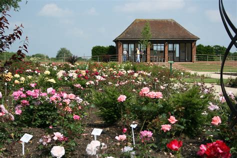 Royal National Rose Society Gardens St Albans Edland Pavi Flickr