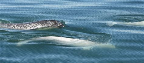 Beluga Whales Adopt Lost Narwhal In St Lawrence River Cbc News