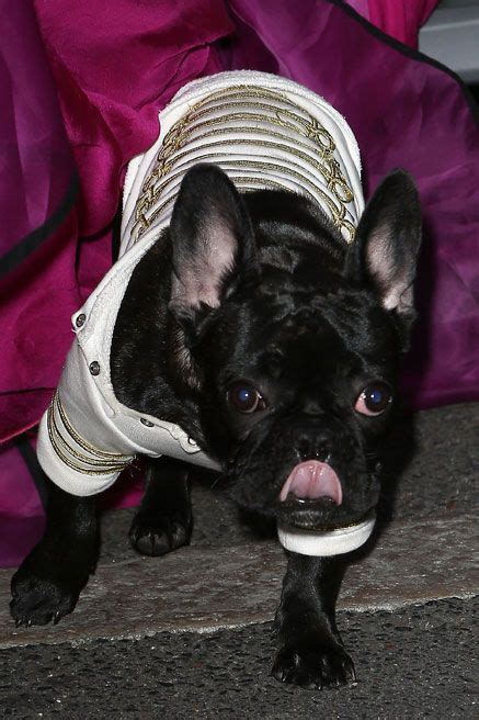 Thieves who shot her dog walker and stole 2 of her french bulldogs. Lady Gaga Nipple Pasties-Lady Gaga Walking Dog