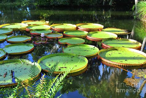 Pods Of The Pond Photograph By Jost Houk Fine Art America