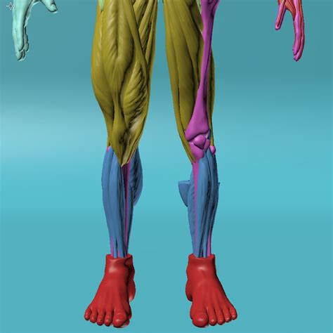 Figure Human Anatomy 3d Model 45 Unknown Fbx Obj Max Free3d