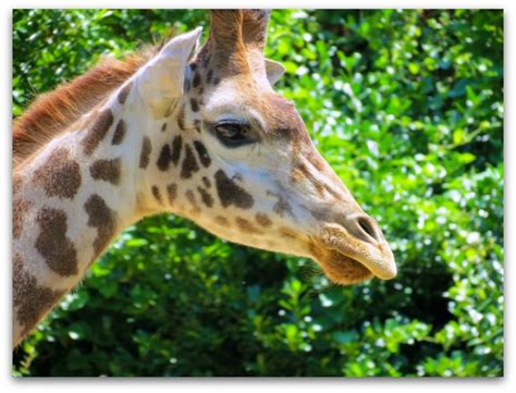 Greenville Zoo Everything You Need To Know For The Perfect Visit