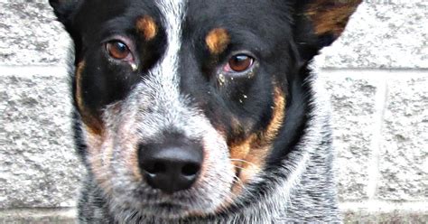 Feature Creature Tucker The Blue Heeler Dog Wants To Play The
