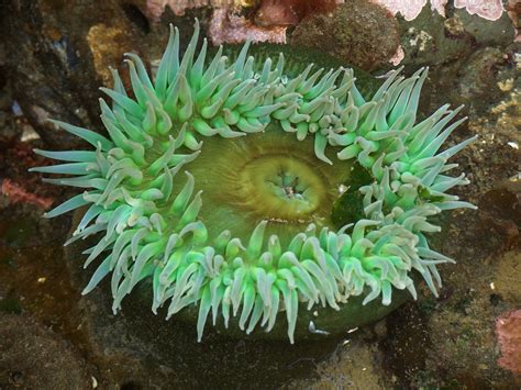 Green Anemone Marine Ecosystem Marine Environment Anemone
