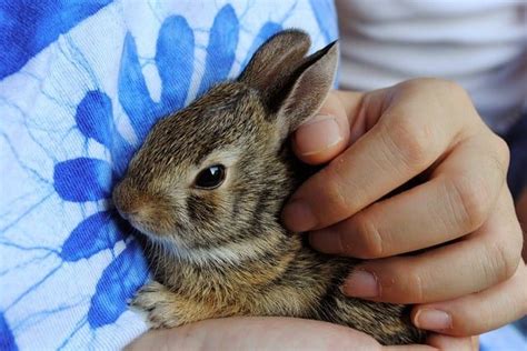 How To Care For A Newborn Rabbit Bunny Horde