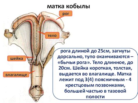 Вопрос 1 Половые органы самок organa genitalia feminina Студопедия