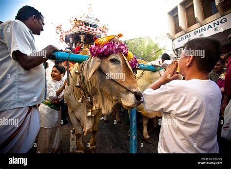 a hindu man worshipping a chariot pulled by a cow on the street as part of the thaipusam
