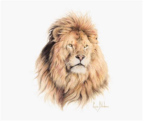Male Lion Drawing Hd Png Download Kindpng