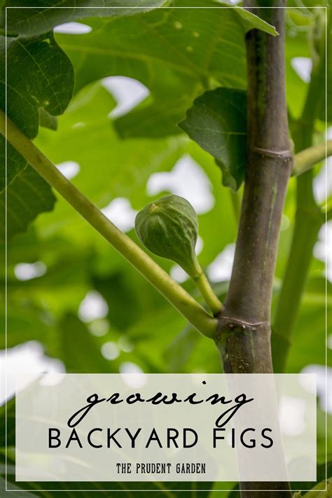 Growing Backyard Figs | Growing fig trees, Growing fruit ...