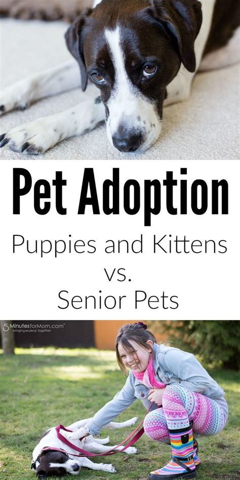Just in case you need some good excuses for adding another feline to of course, like with anyone considering getting a pet, you need to give it a lot of thought before you take in another cat. Pet Adoption - Puppies and Kittens vs. Senior Pets | Pet ...
