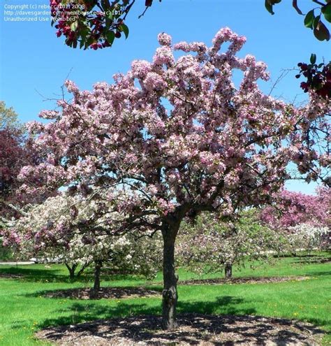 Plantfiles Pictures Flowering Crabapple Indian Summer Malus By