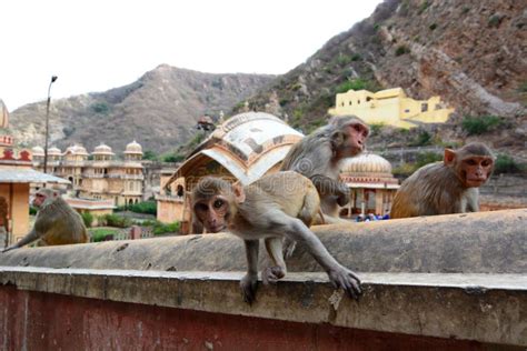 Galtaji The Monkey Temple Jaipur Rajasthan India Stock Image