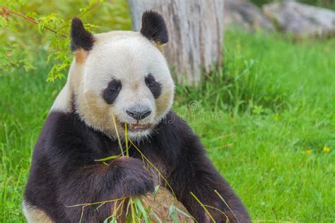 Giant Panda Bear Panda Stock Photo Image Of Panda 132912578